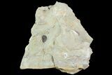 Ventral Lemureops Kilbeyi Trilobite - Fillmore Formation, Utah #85407-1